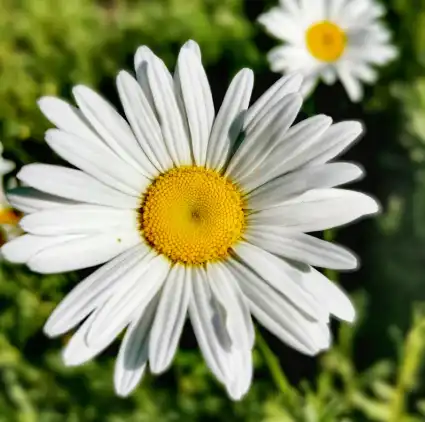 Matricaria chamomilla L