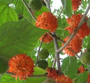 broussonetia papyrifera