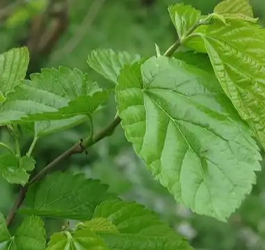 Morus alba L