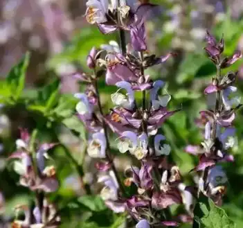 Salvia sclarea L
