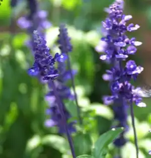 Salvia sclarea L