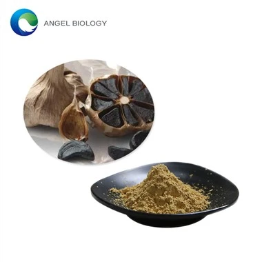 Is Black Garlic Extract a Natural Antibiotic?