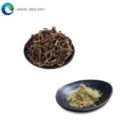 Is Plant Protein Powder as Good as Earthworm Protein Powder?