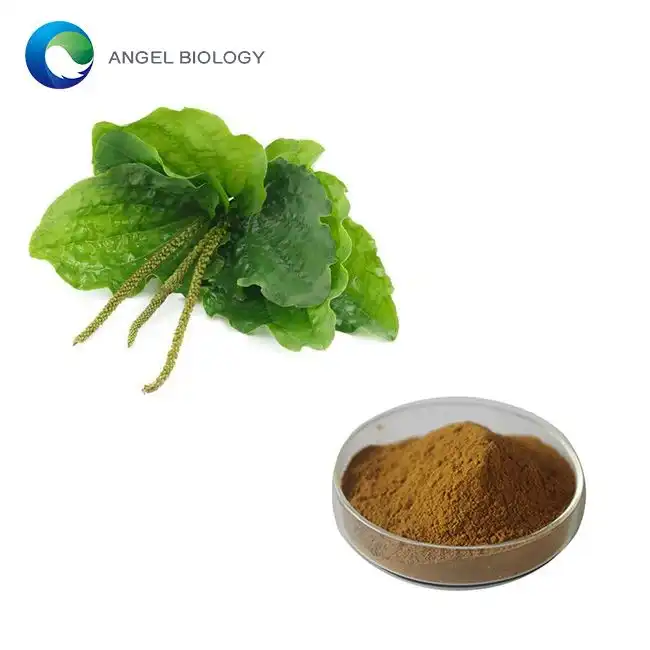 What is Plantain Extract?