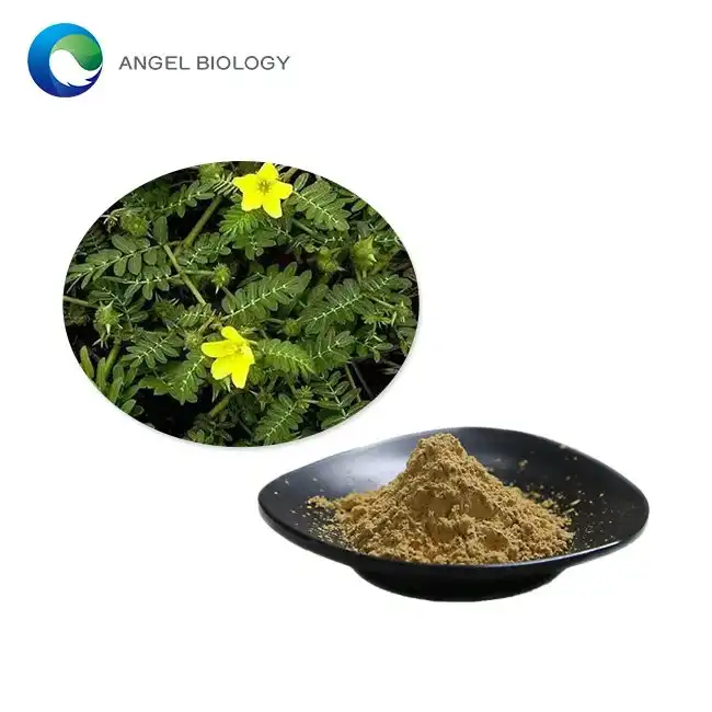 Tribulus Terrestris Ekstrakta Pulvoro
