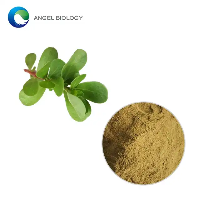 Bacopa Monnieri Ekstrakta Pulvoro
